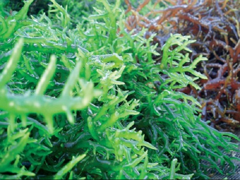 Hải tảo là thảo dược tuyệt vời cho người suy giáp.png